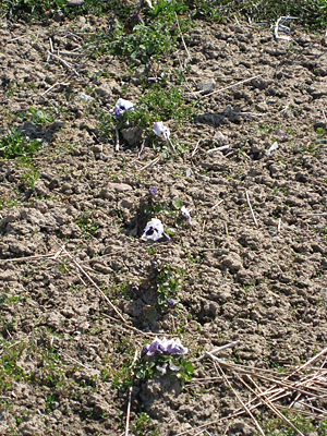 pansy unmulched